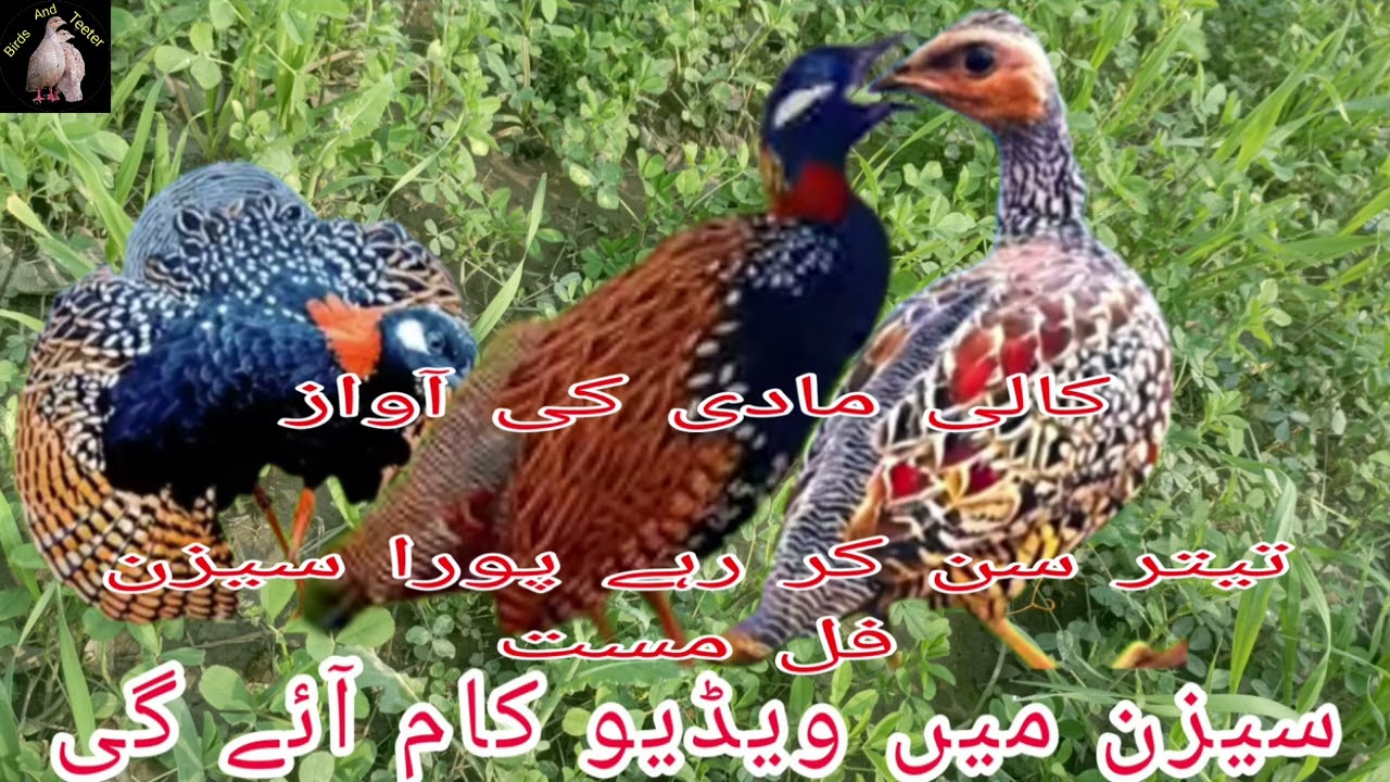 کالی مادی کی آوازتیتر سن کر رہے پورا سیزن فل مست سیزن میں ویڈیو کام آئے گی