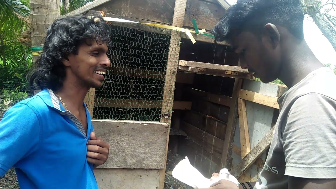 පරවි රැජින / sl comady / මරසි creation