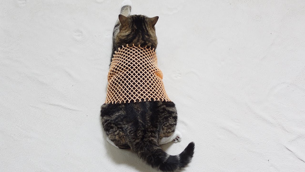 果物ネットを着たらぱっつんぱっつんだったねこ。-Maru wears a fruit net.-