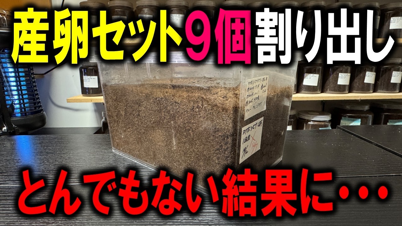 ４か月放置したカブトムシの産卵ケースを９個ひっくり返すととんでもないことが起きた！