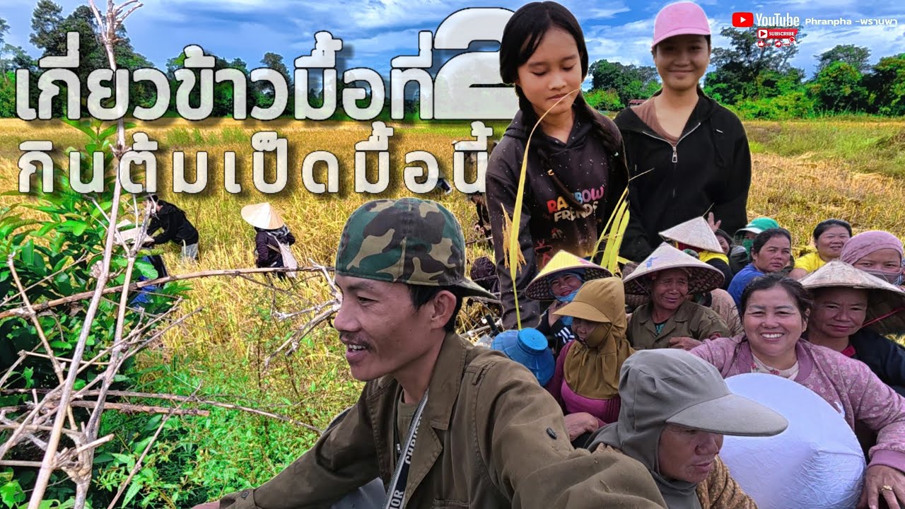 ฤดูกาลเก็บเกี่ยวมาฮอดแล้ว/ລະດູການເກັບກ່ຽວມາຮອດແລ້ວ