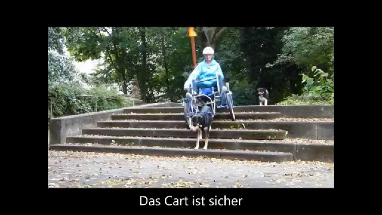 Sacco dog cart Brutus  Freni 2015
