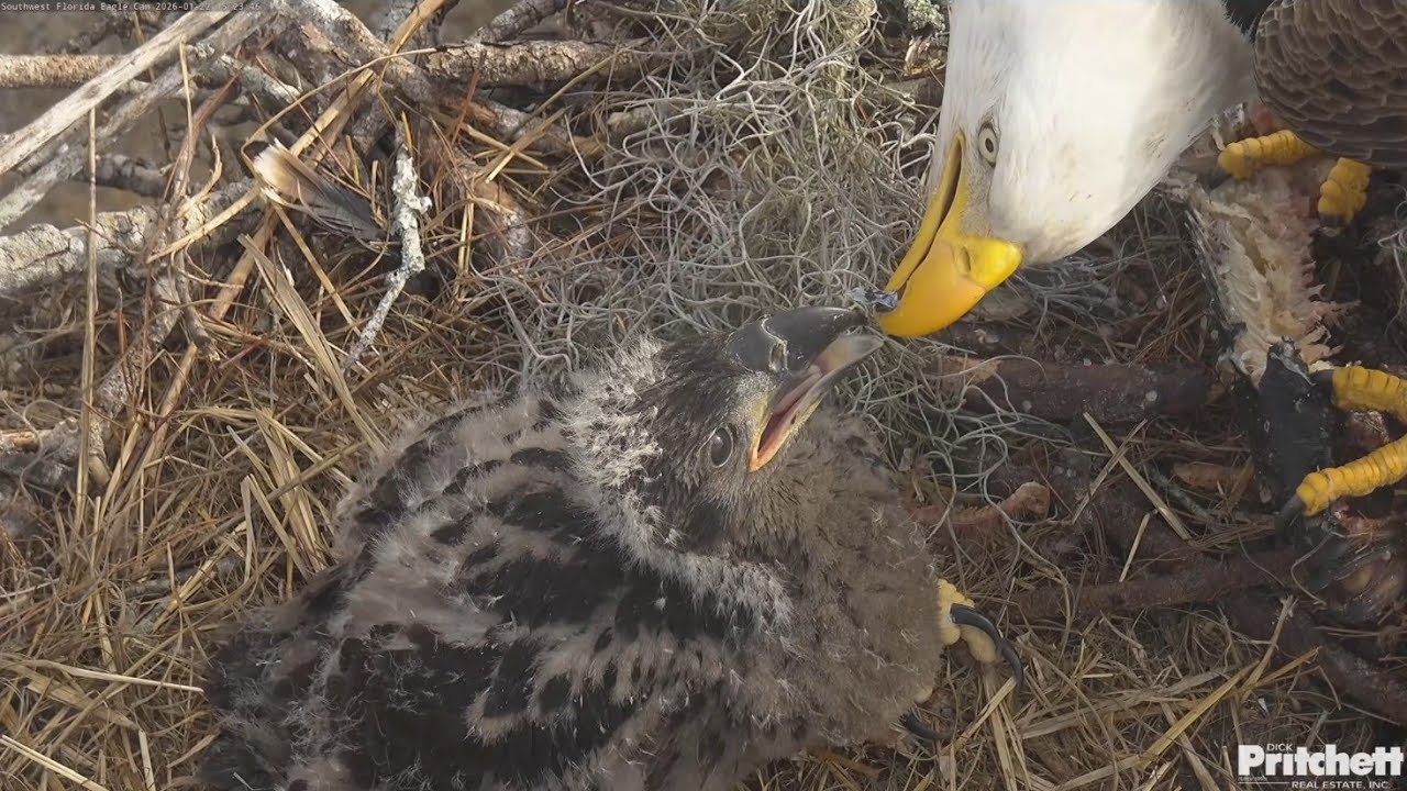 SWFL EAGLE CAM 2026.1.22 Close-up of the afternoon feeding scene and close-up of M15.