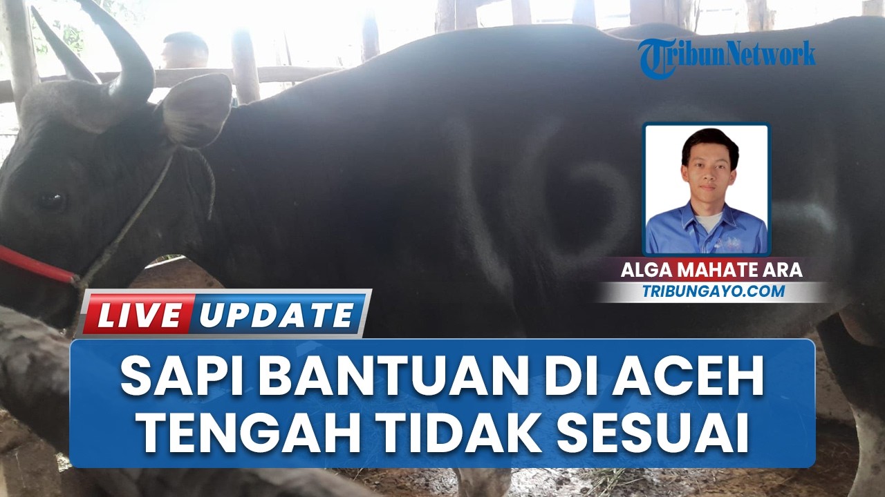 Sapi Bantuan Presiden di Aceh Tengah Diduga Tidak Sesuai, Reje Tolak Teken Dokumen Selisih 30 Kg