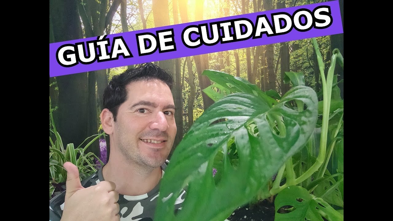 MONSTERA O COSTILLA DE ADÁN CUIDADOS Y CULTIVO. Planta esqueleto
