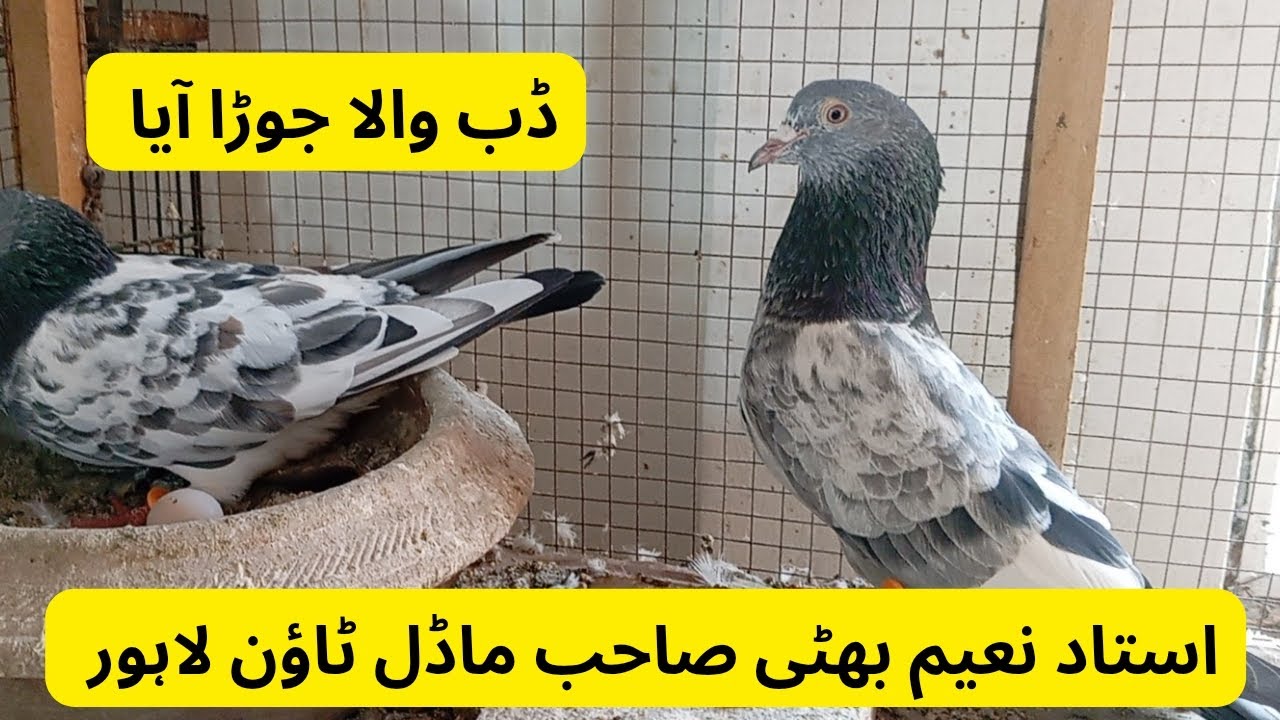 New Pairing | Multivitamin | Ustad Naeem Bhatti Model Town waly | 