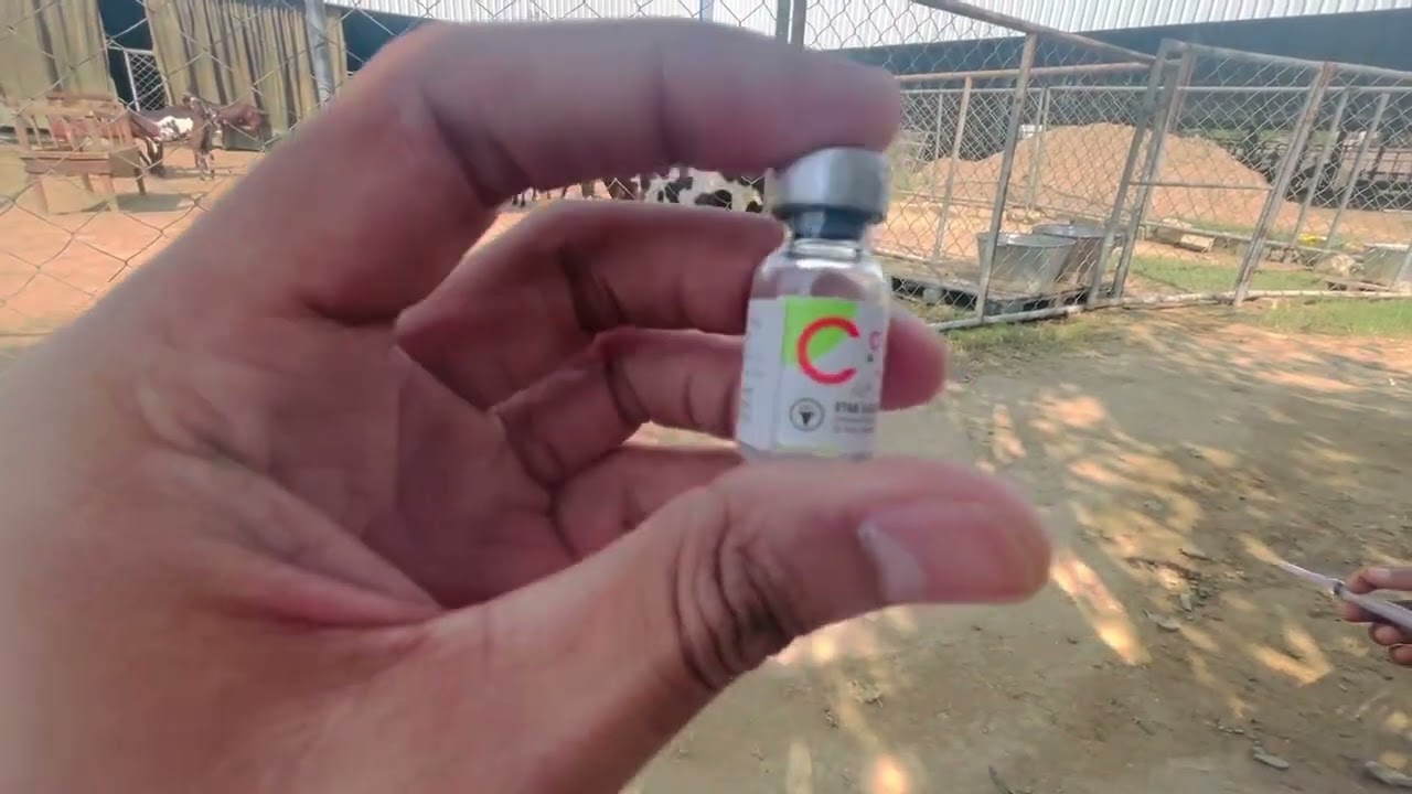 Cyclamate Uses In Goats || بکریوں میں سائیکلومیٹ انجکشن کا استعمال
