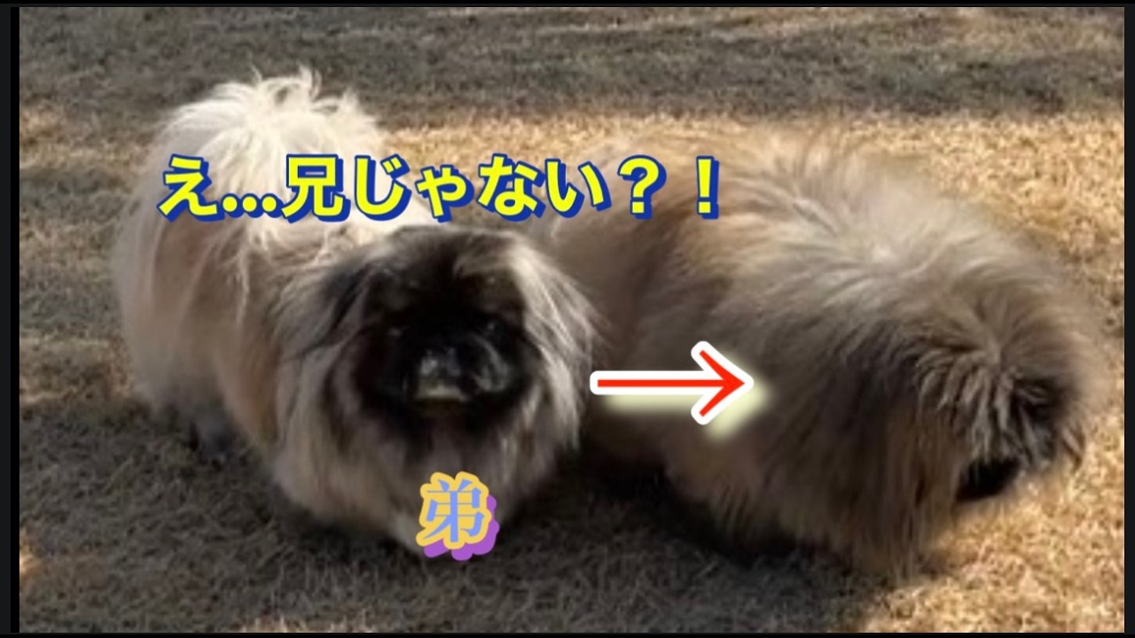 兄だと思って近づいた弟ペキニーズ…まさかの別犬？！