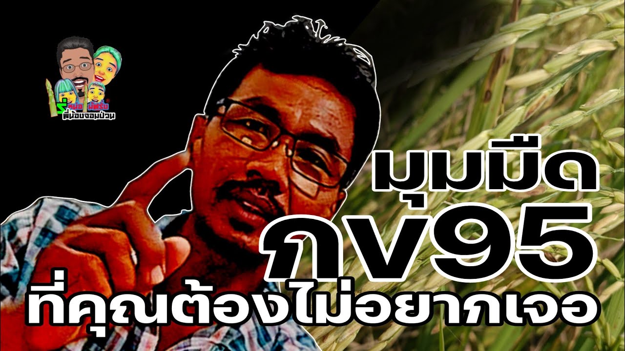 ข้าวกข95เทคนิคขั้นสูงเรื่องลับๆของข้าวสายพันธุ์นี้ที่ไม่มีใครเล่าให้คุณฟัง