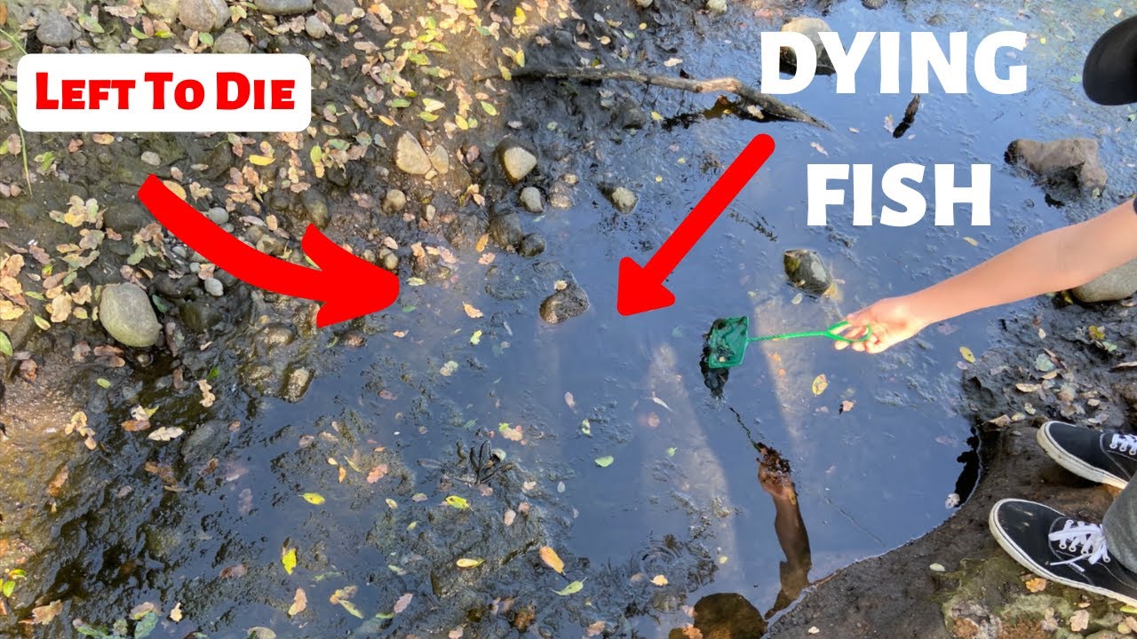 SAVING *DYING FISH* from a DRIED UP POND