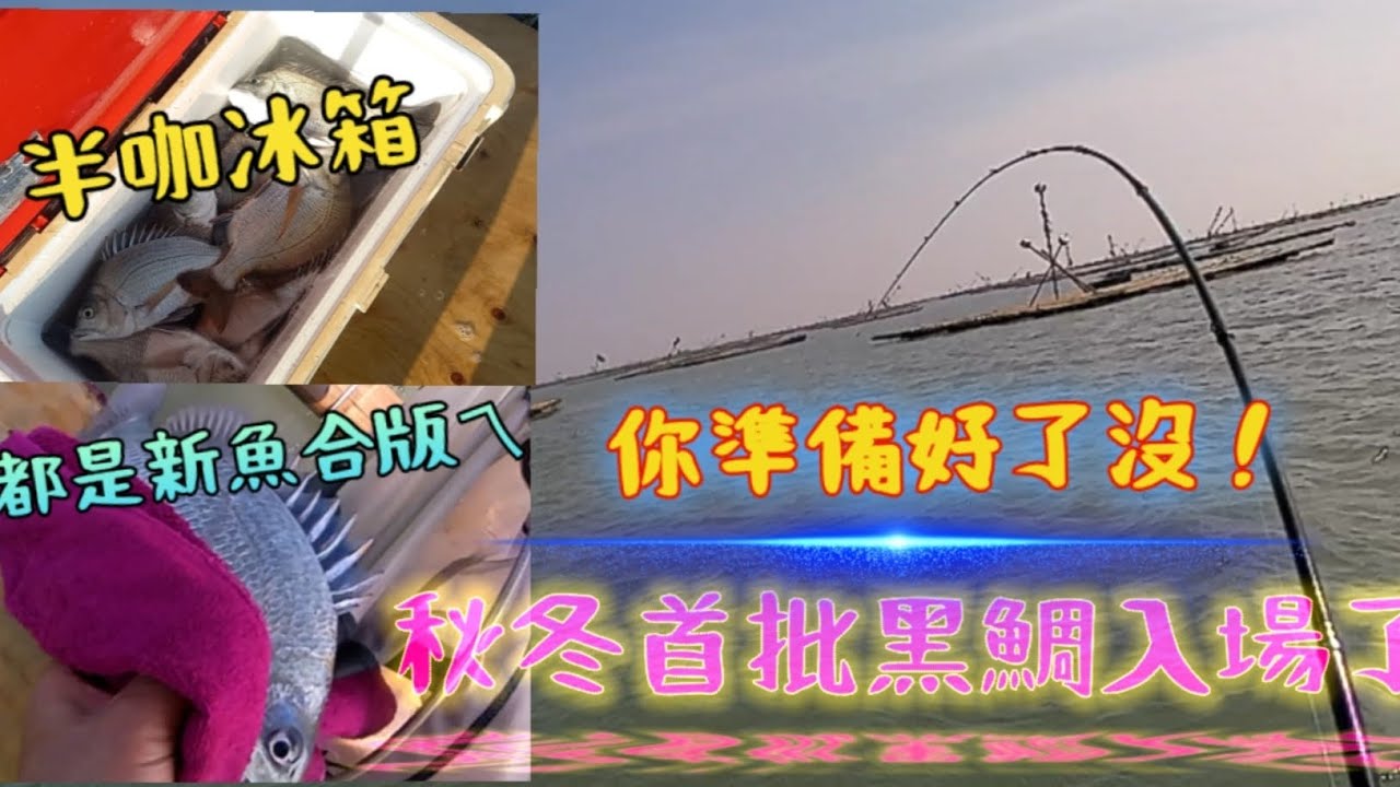 秋鯛入場／你準備好了嗎！讓我釣魚那件事帶你們打秋鯛去，個頭不大，拉力不錯🤣🤣 #釣魚 #黑公 #黑鯛 #黑格 #黑牛 @釣魚那件事