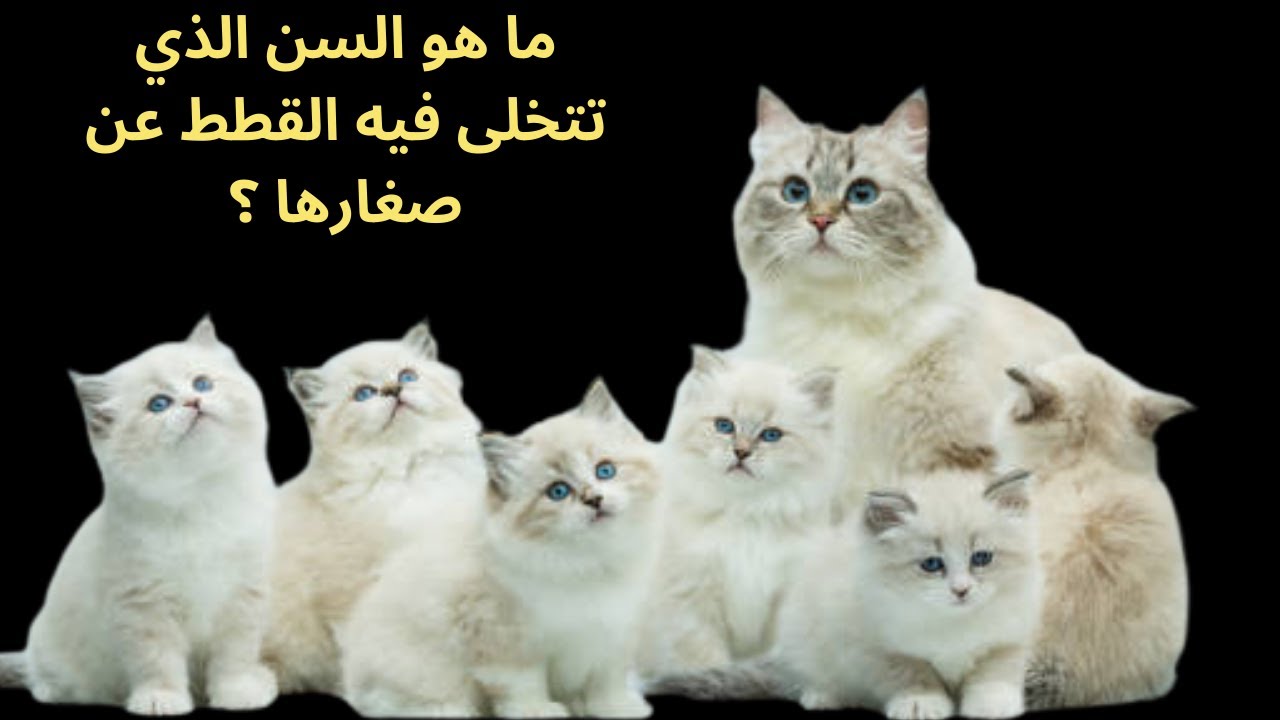 ما هو السن الذي تتخلى فيه القطط عن صغارها ؟والعمر المناسب لتربية القطط الصغيرة وفصلها عن أمها 🐈