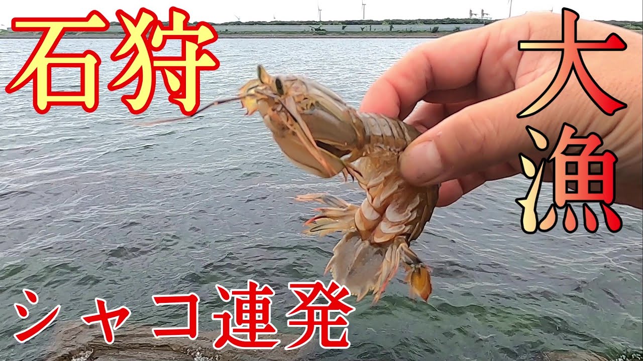 【シャコ釣り】石狩湾新港でシャコ大漁！初心者でも釣れるシャコの釣り方解説します！
