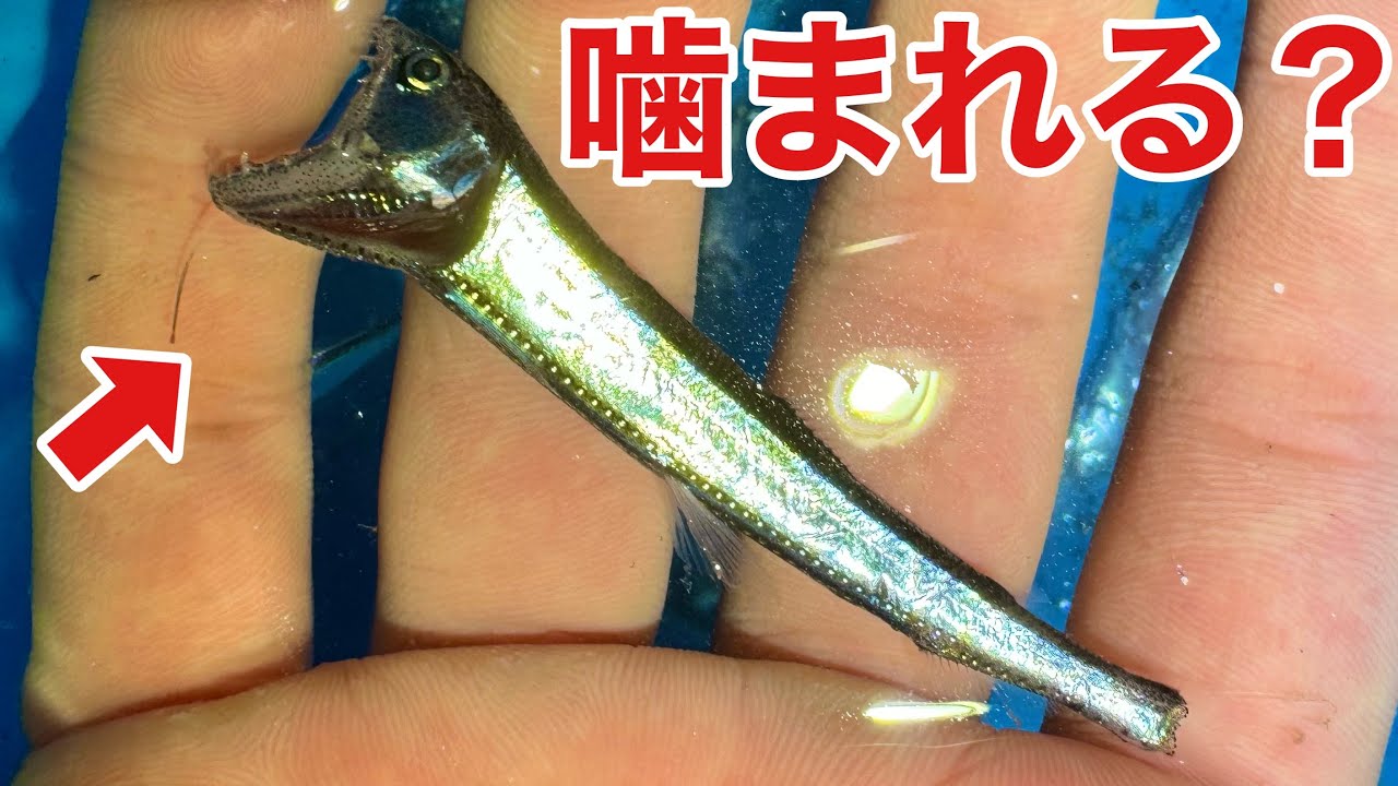 砂浜に打ち上がった幻の魚を保護したらまさかの事態に！？