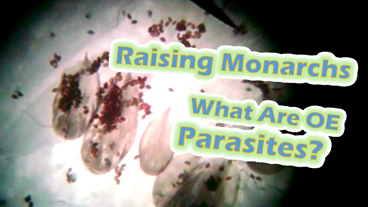 Raising Monarchs - What Are OE Parasites?  (Help The Monarch Butterfly)