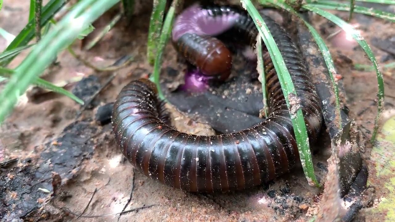 Giant African Millipede vs Every Other Pet Bug