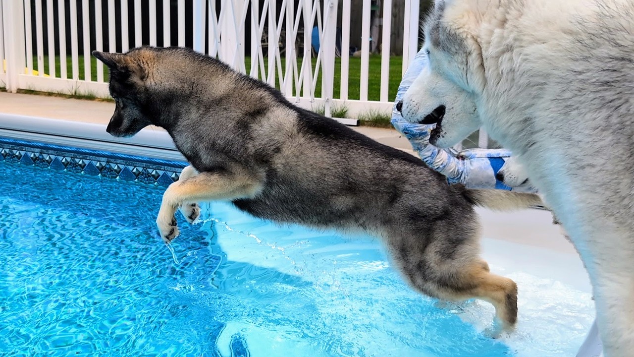 How Many Tries Before My Husky JUMPS Into the Pool?