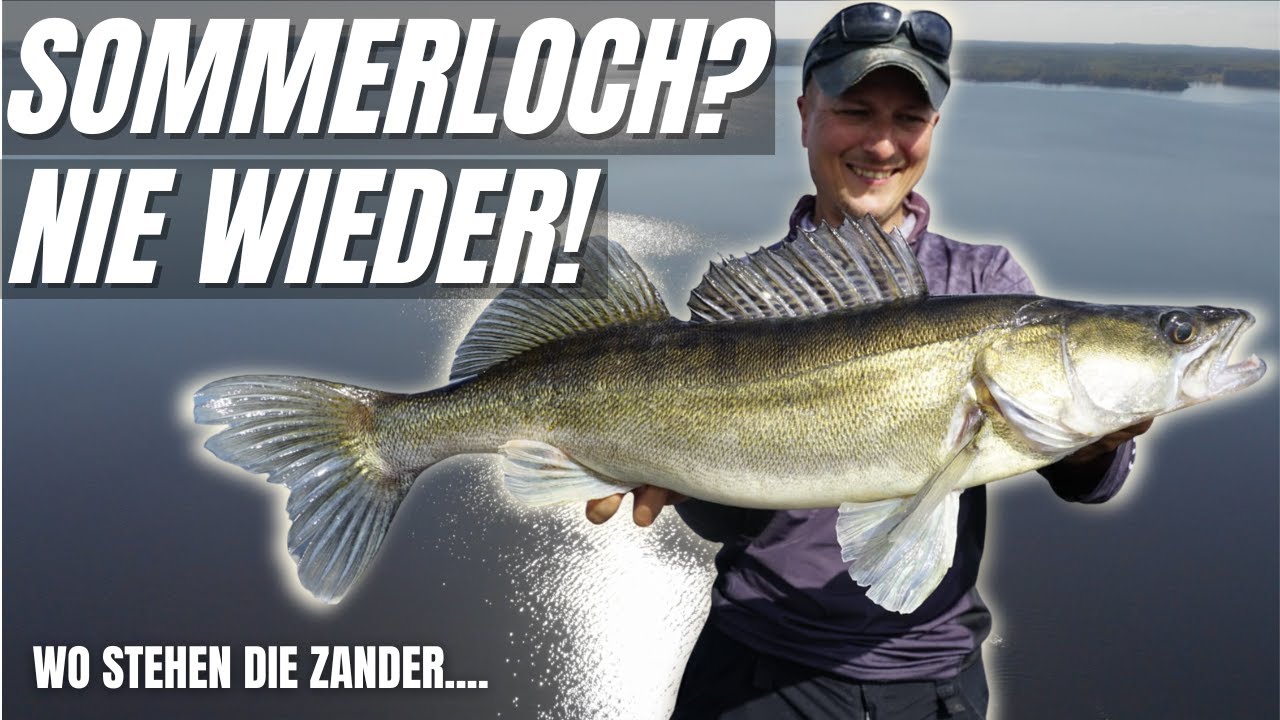 Wo waren die Zander im Sommer?