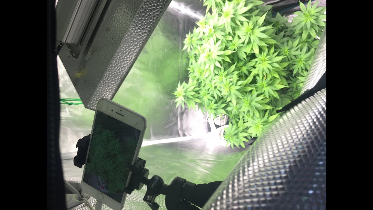 Blue Orbit Grow In Mars Hydro Tent Ts 1000 Led Grow