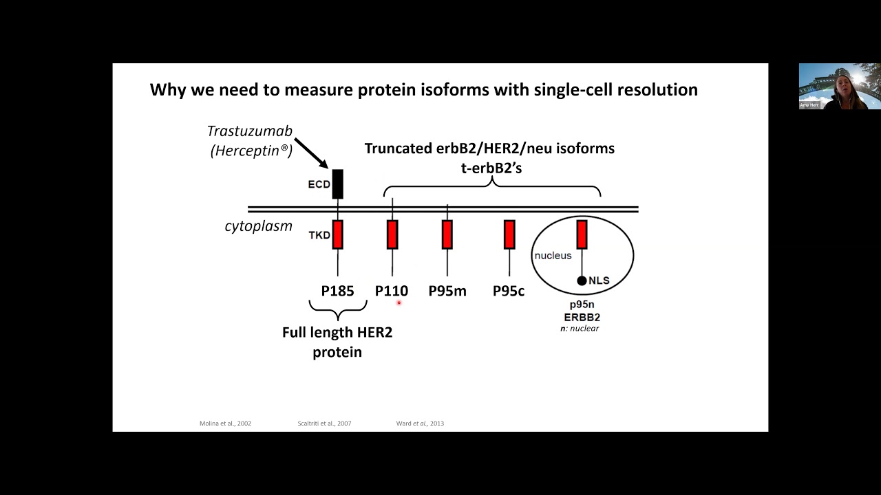 Measuring cellular to molecular heterogeneity with microfluidic tools | Prof. Amy Herr | SCP2021