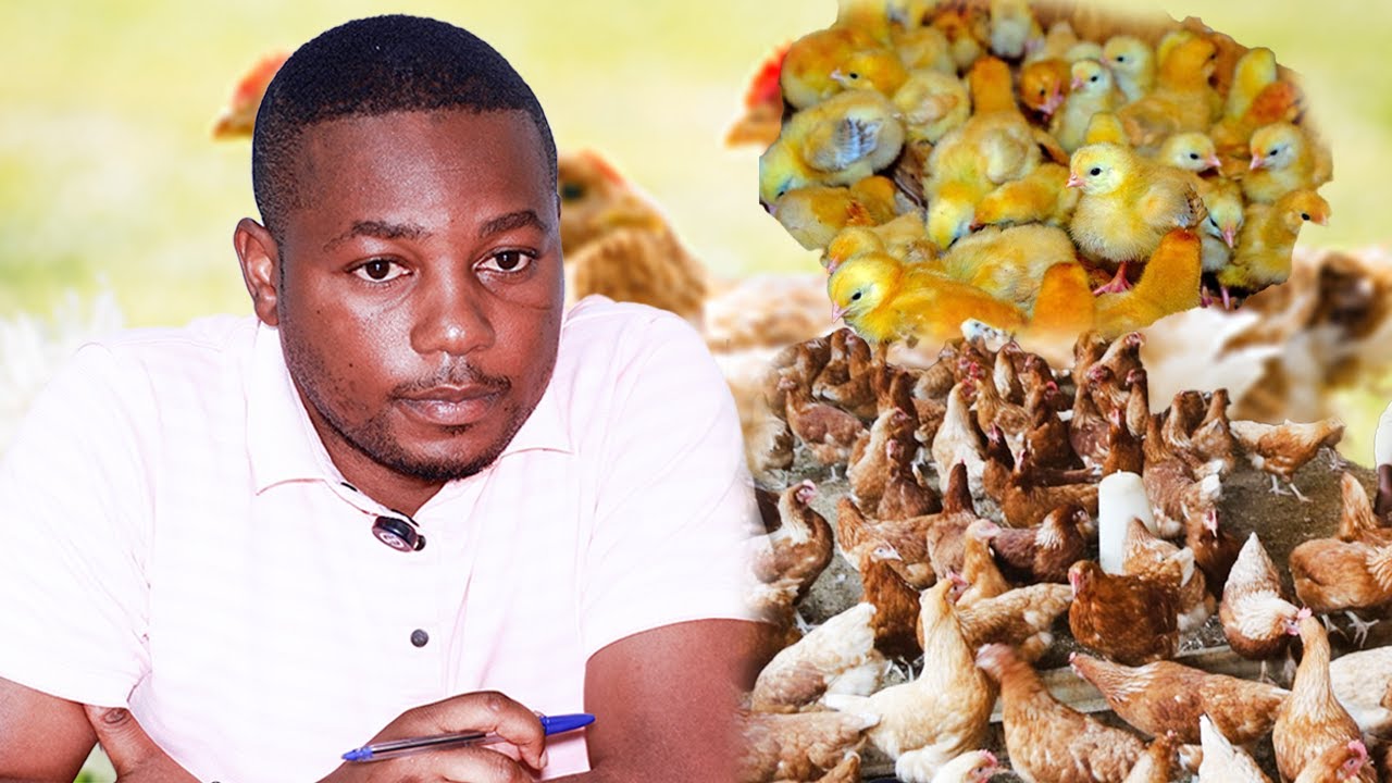 sobanukirwa aho wakura icyororo cy’inkoko nziza