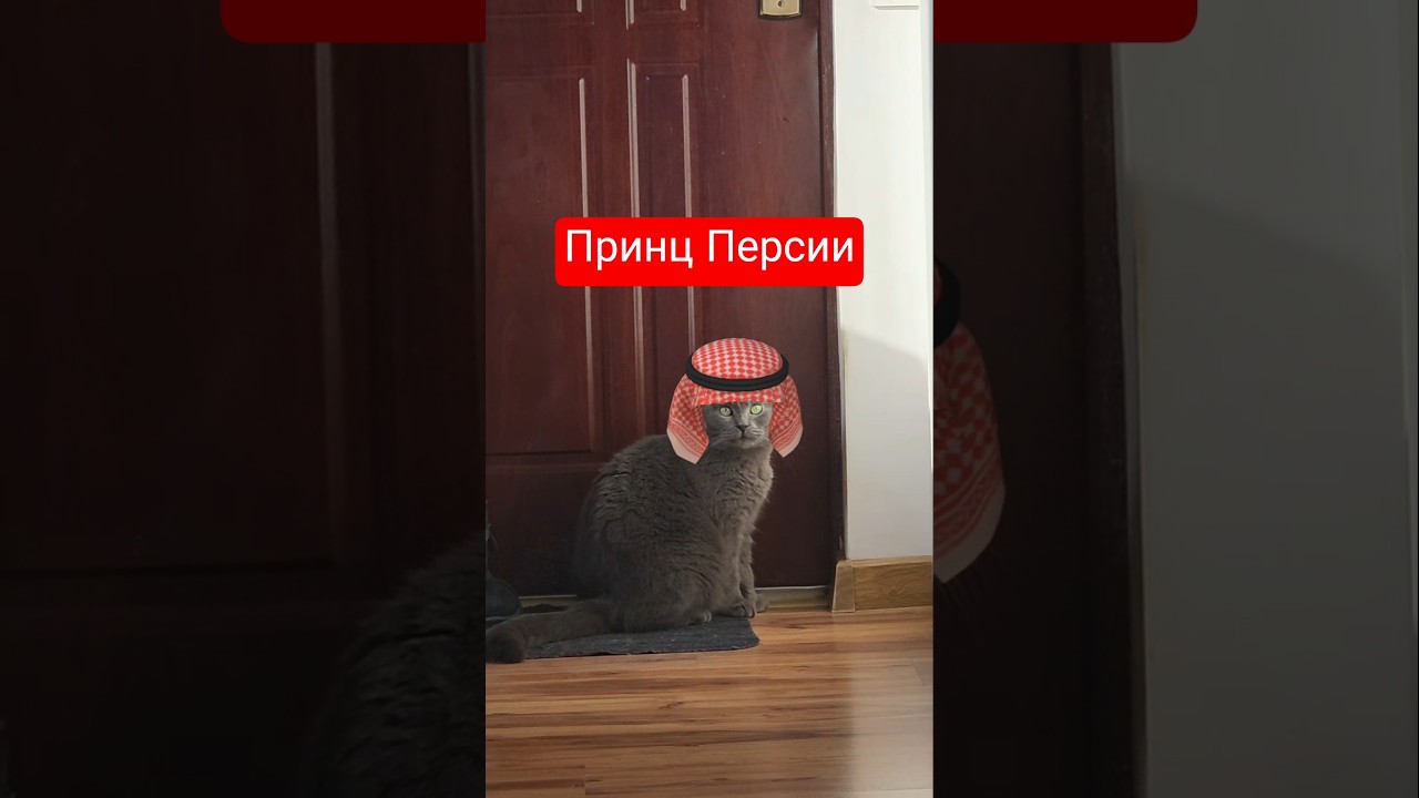 котошейх😂 #funnycats #petsoftiktok