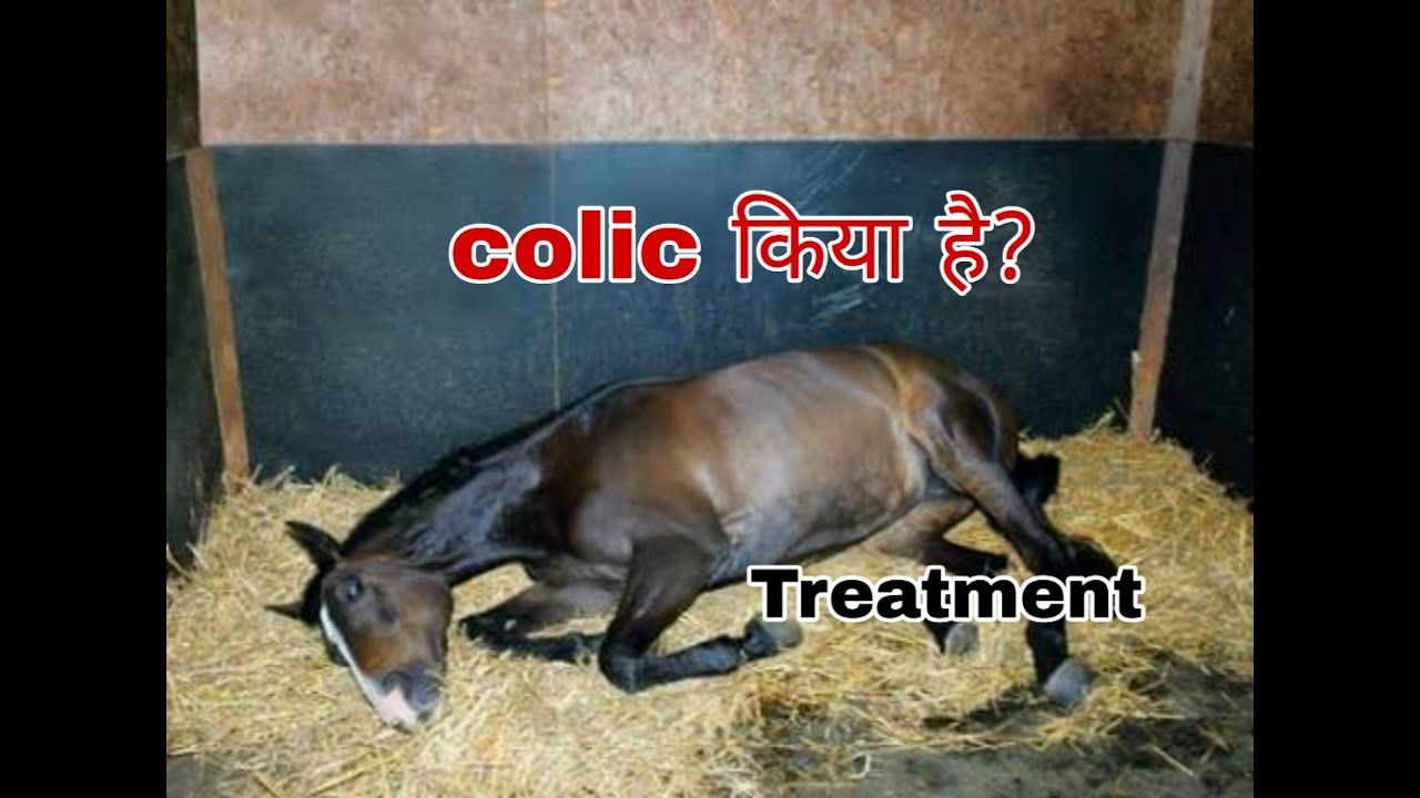Colic in horses,treatmemt and symptoms  in hindi.