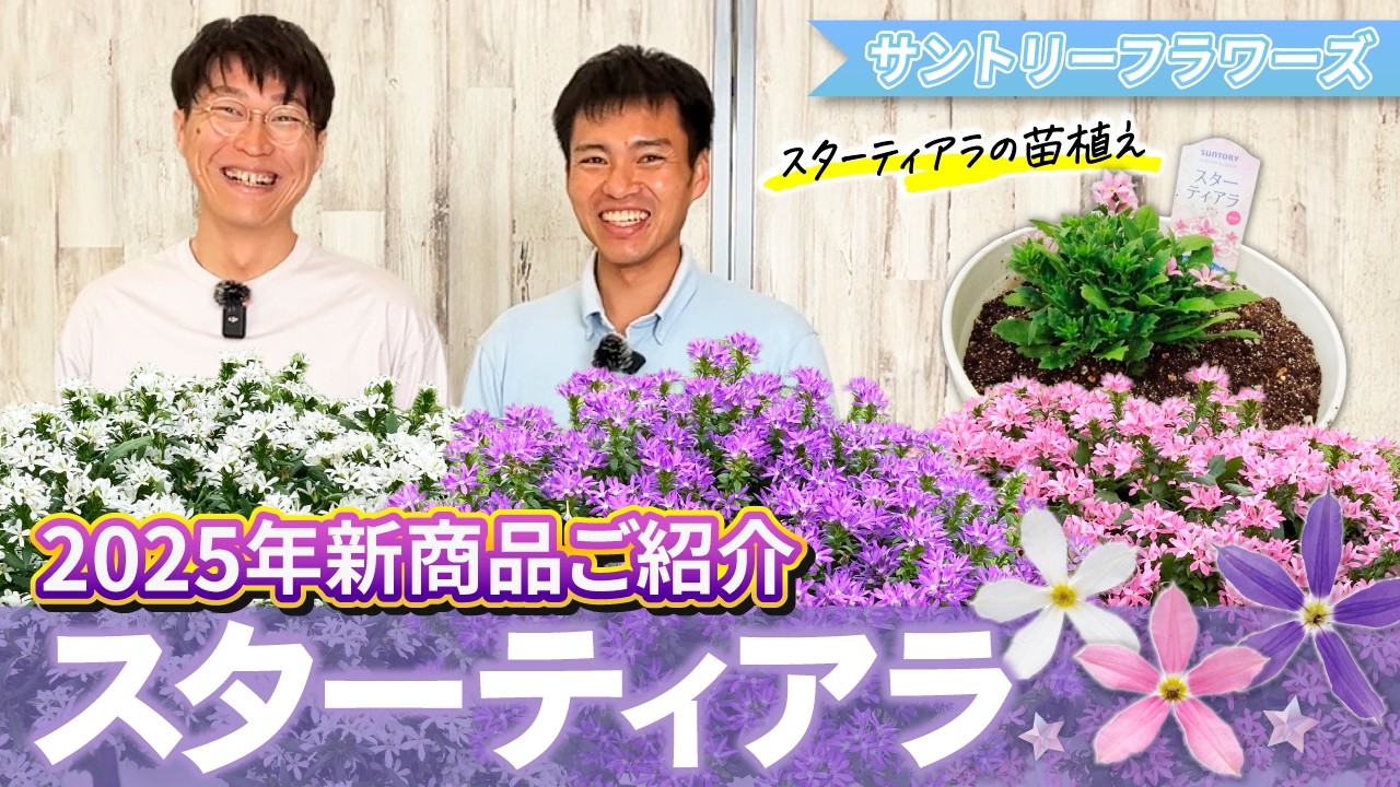 【新商品】スターティアラの特徴紹介と育て方【スカエボラ】