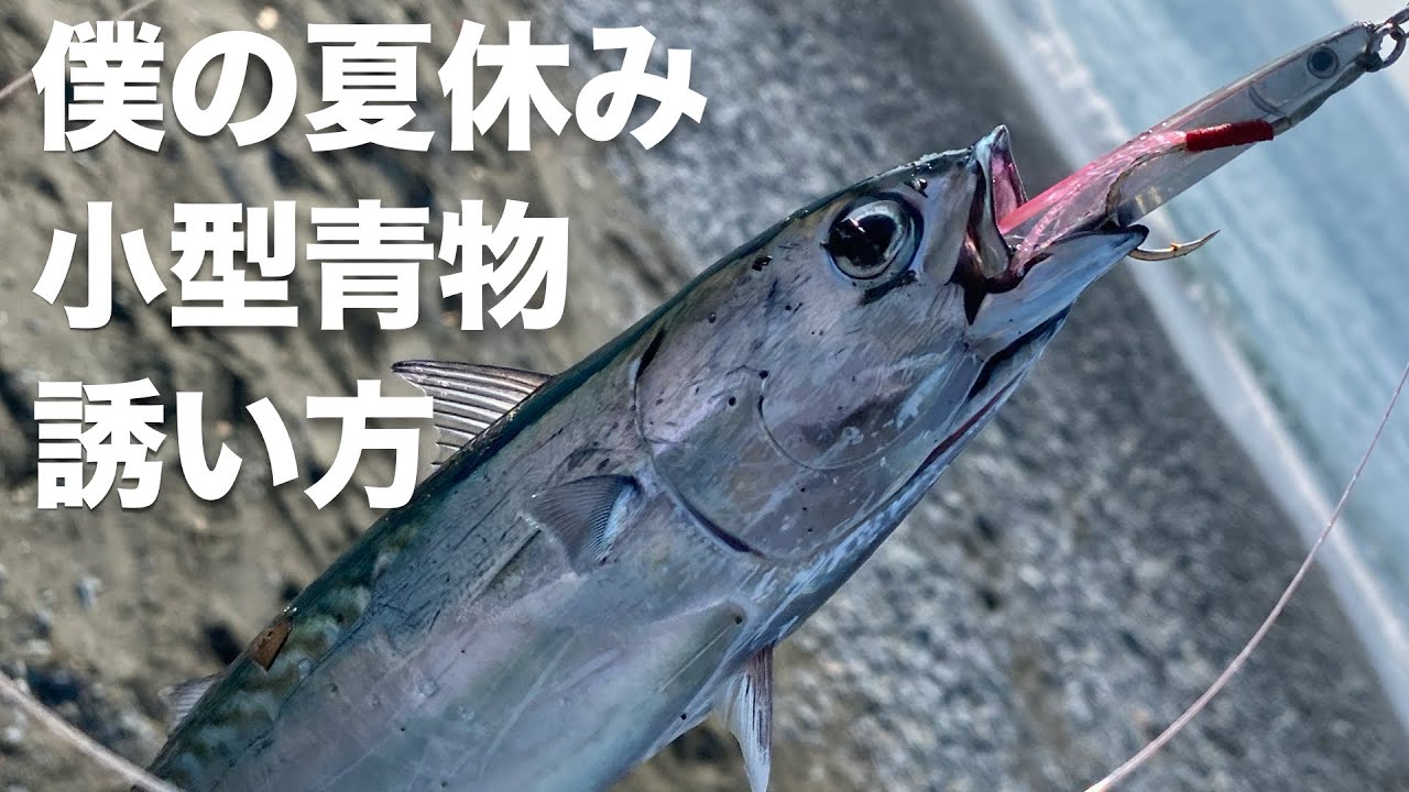 夏を楽しむ♪小型青物の誘い方♪