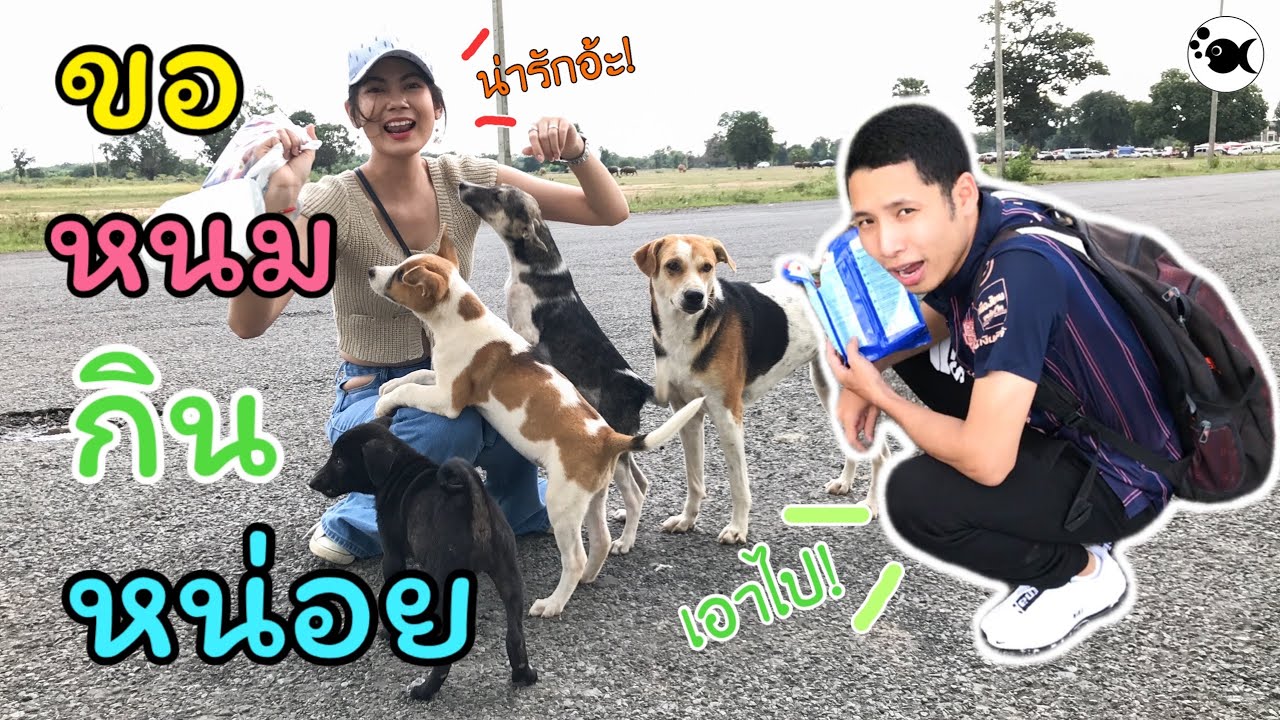 พลอยพาไปเอาข้าวให้น้องหมา | ทำบุญอุ่นใจ | DOMEYFISH