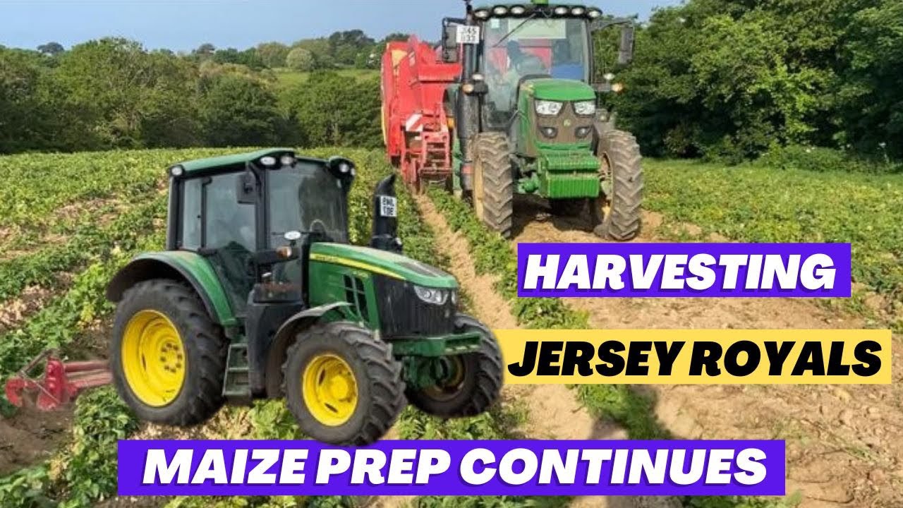John Deere 6130R Grimme SE140 harvesting potatoes, land preparation for maize and tomato update 🍅