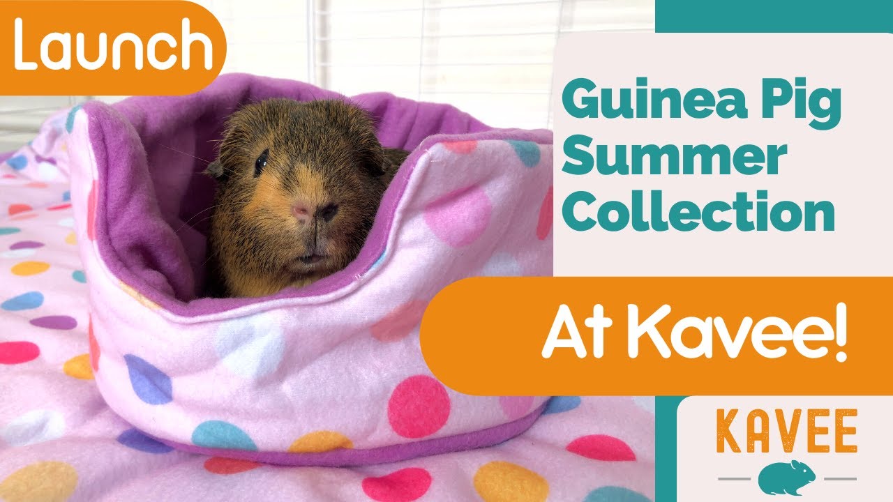 Kavee's New Summer Guinea Pig Collection and Accessories!