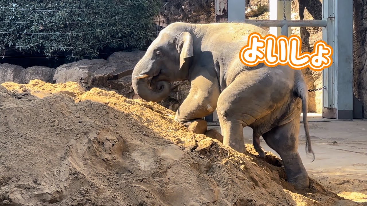 砂山登りに苦戦するアルンくん🐘頂上の枝に辿り着けるのか⁉️ 2月10日 上野動物園　アジアゾウ