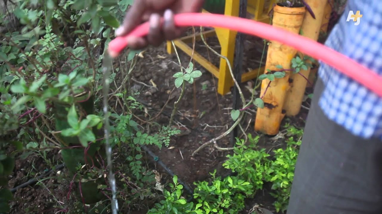 Rooftop Farmers: Greening Empty Spaces Of Mumbai