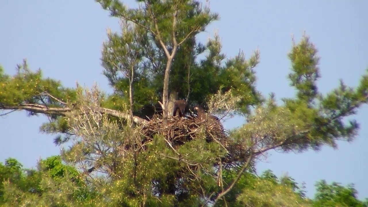 Nith River Eagles