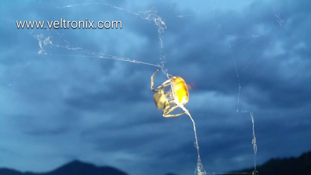 Un ragno gigante sulla mia terrazza intento a cibarsi.