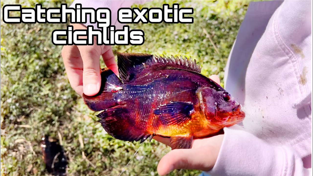Fishing For EXOTIC CICHLIDS In The EVERGLADES w/ @RobsAquatics