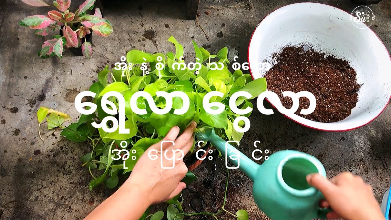 🏺🌿🏺ရွှေလာငွေလာပင်အ်ိုးပြောင်းခြင်း🏺
