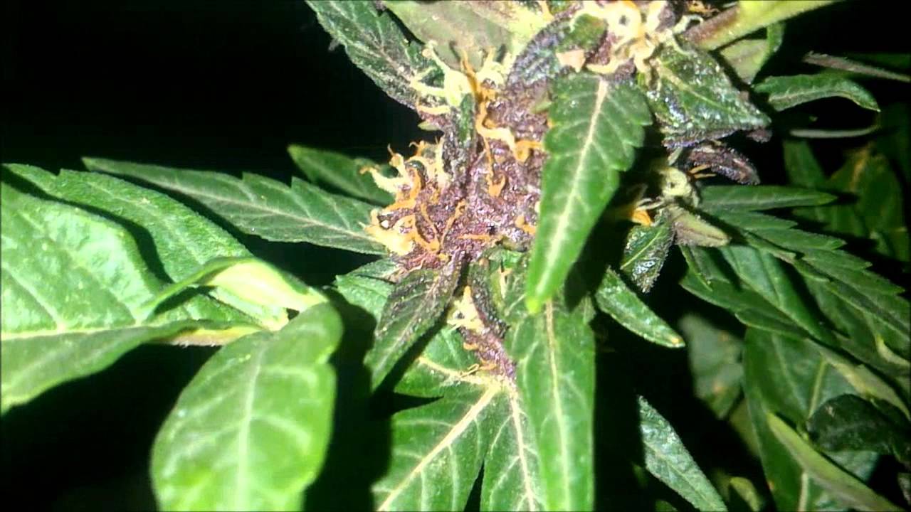 Purple Kush