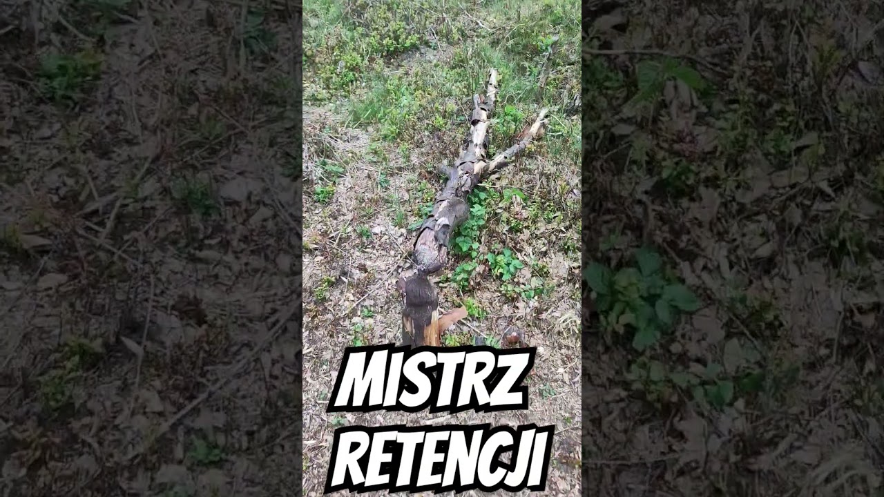 Ile b&oacute;br zużył drewna? #retencja #woda #b&oacute;br #lake #fish #eko #video #zwierzęta #nature #las