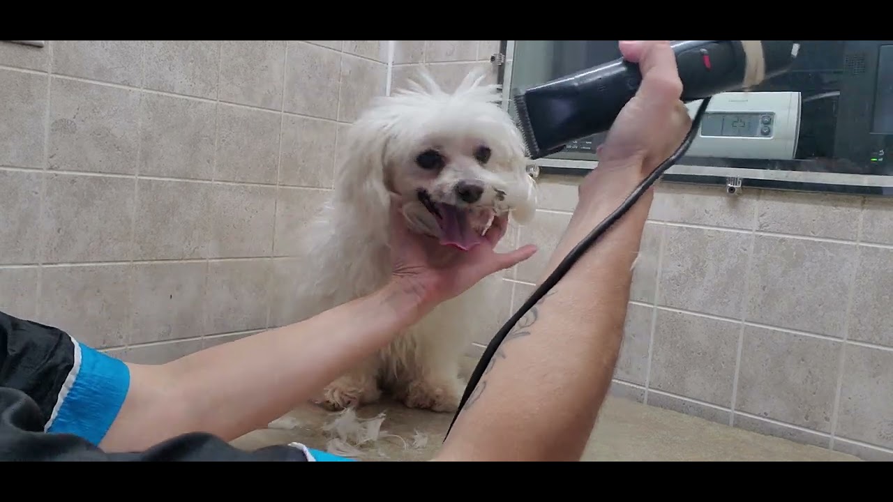 How to trim a dogs dirty face with clippers, lots of tearing, matted, stained, obscured vision