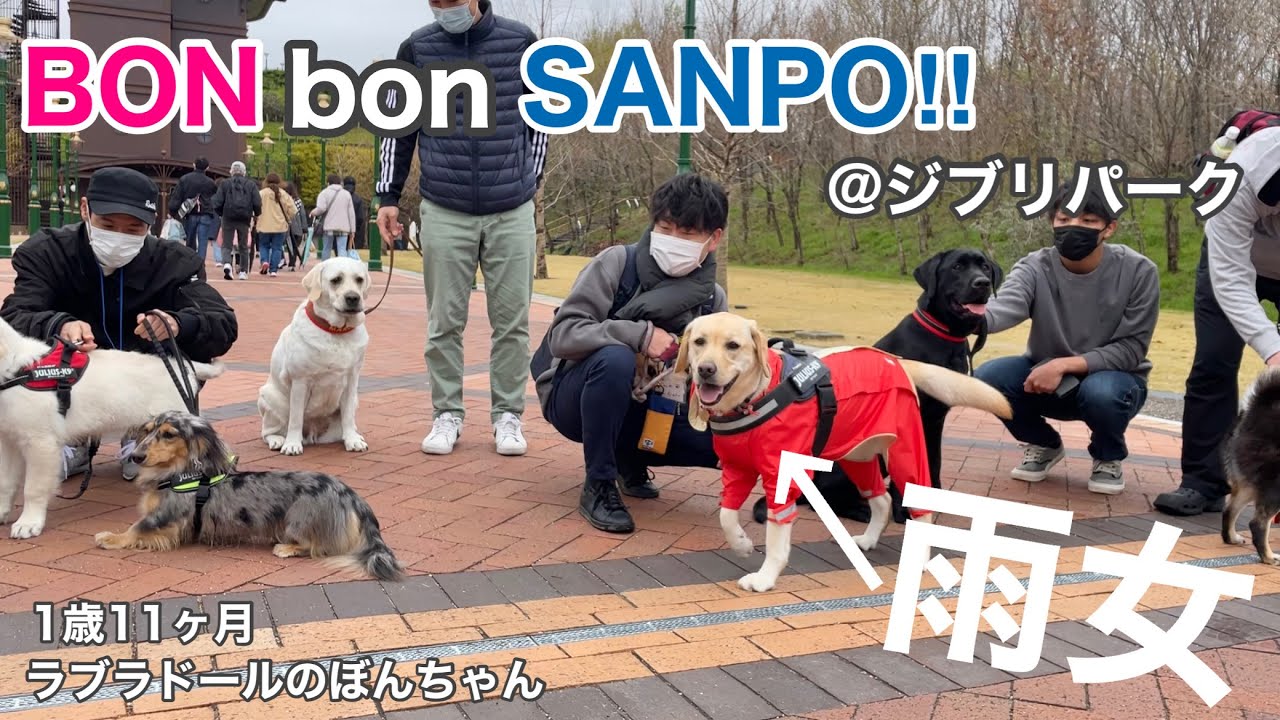 【ラブラドール#95】雨女！ぼんちゃん主催のお散歩会「BON bon SANPO‼︎」@ジブリパーク★ labrador retriever 大型犬  オフ会