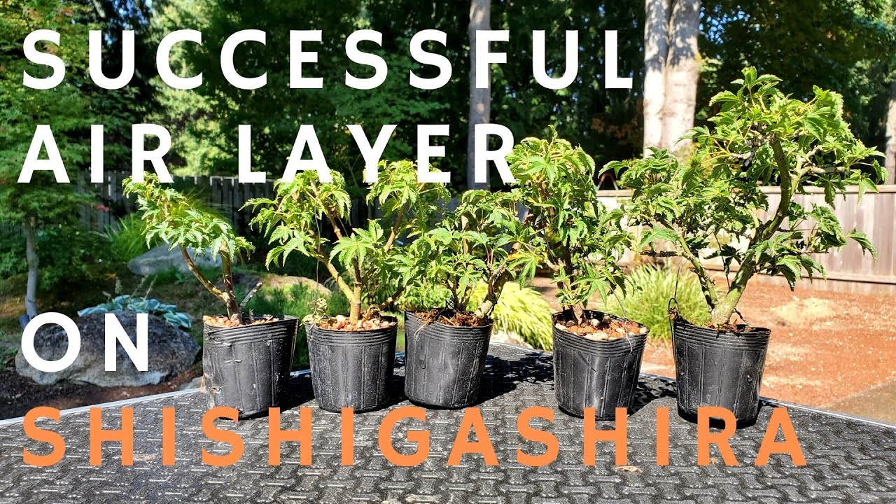 Successful Air Layer on Shishigashira Japanese Maple - How to separate and prepare for next steps