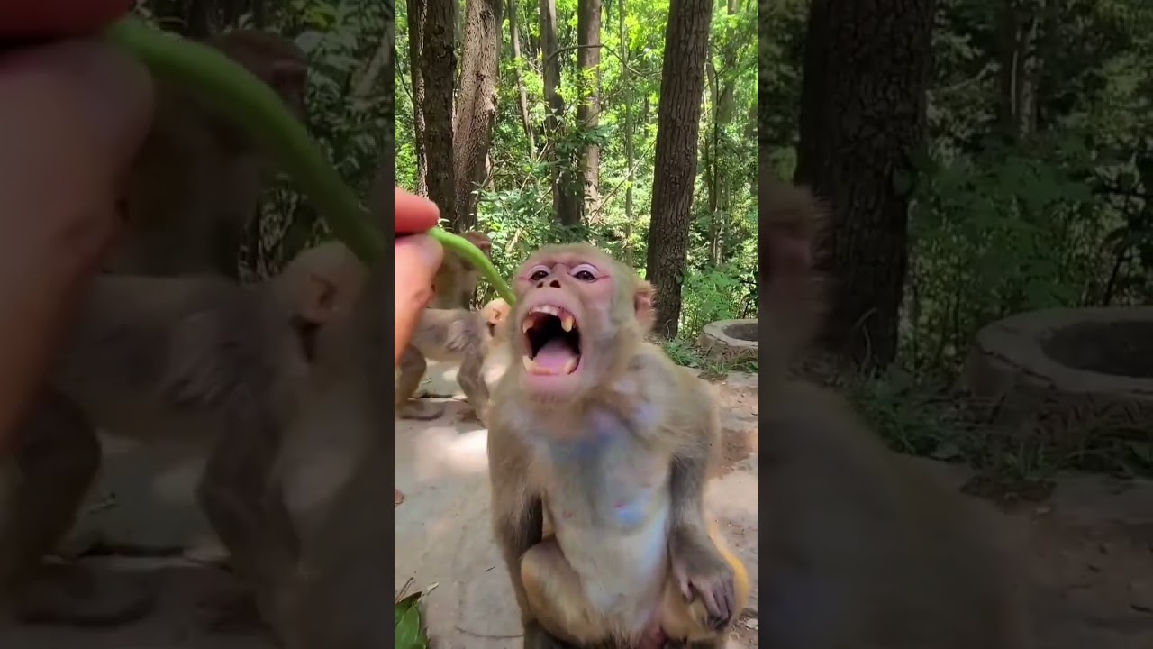 Monkey eating chilli 🌶️🌶️🌶️#monkey #shorts
