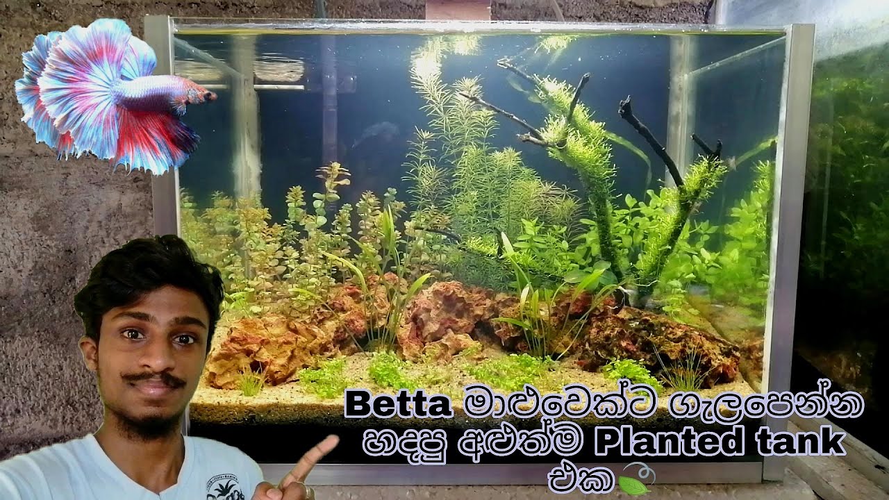 The latest planted aquarium of mine, made to fit a Betta fish