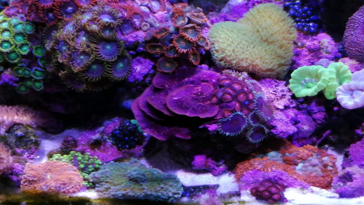 80l Nano acuario Marino! Coralina plato? 😍😍