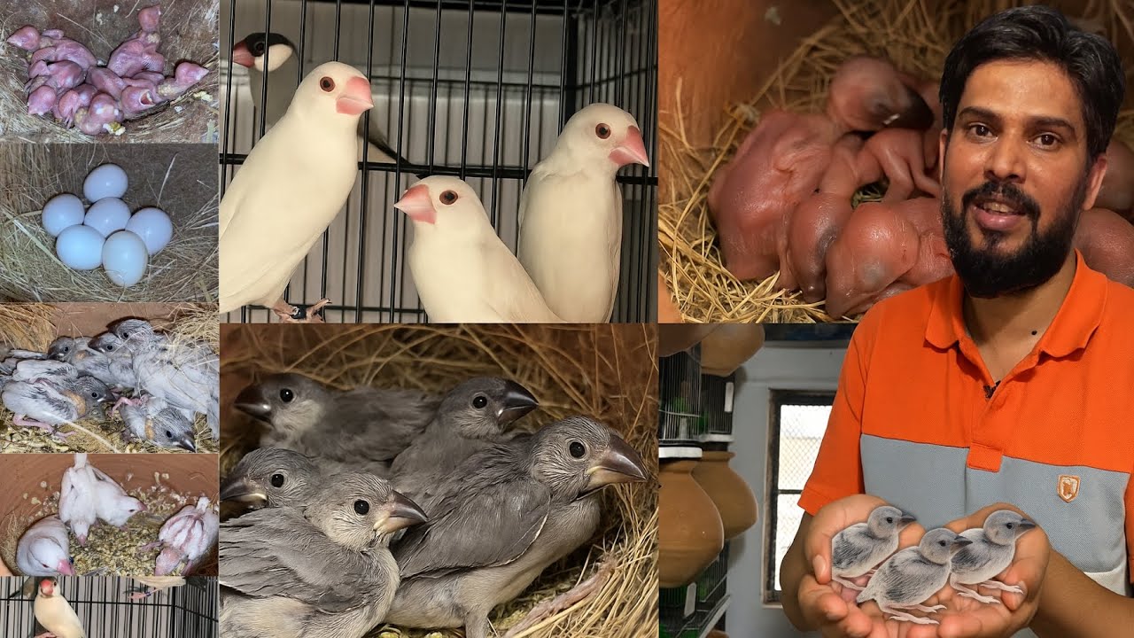 Adnan Java | Complete Java Sparrow Breeding Setup & Baby Update 2025