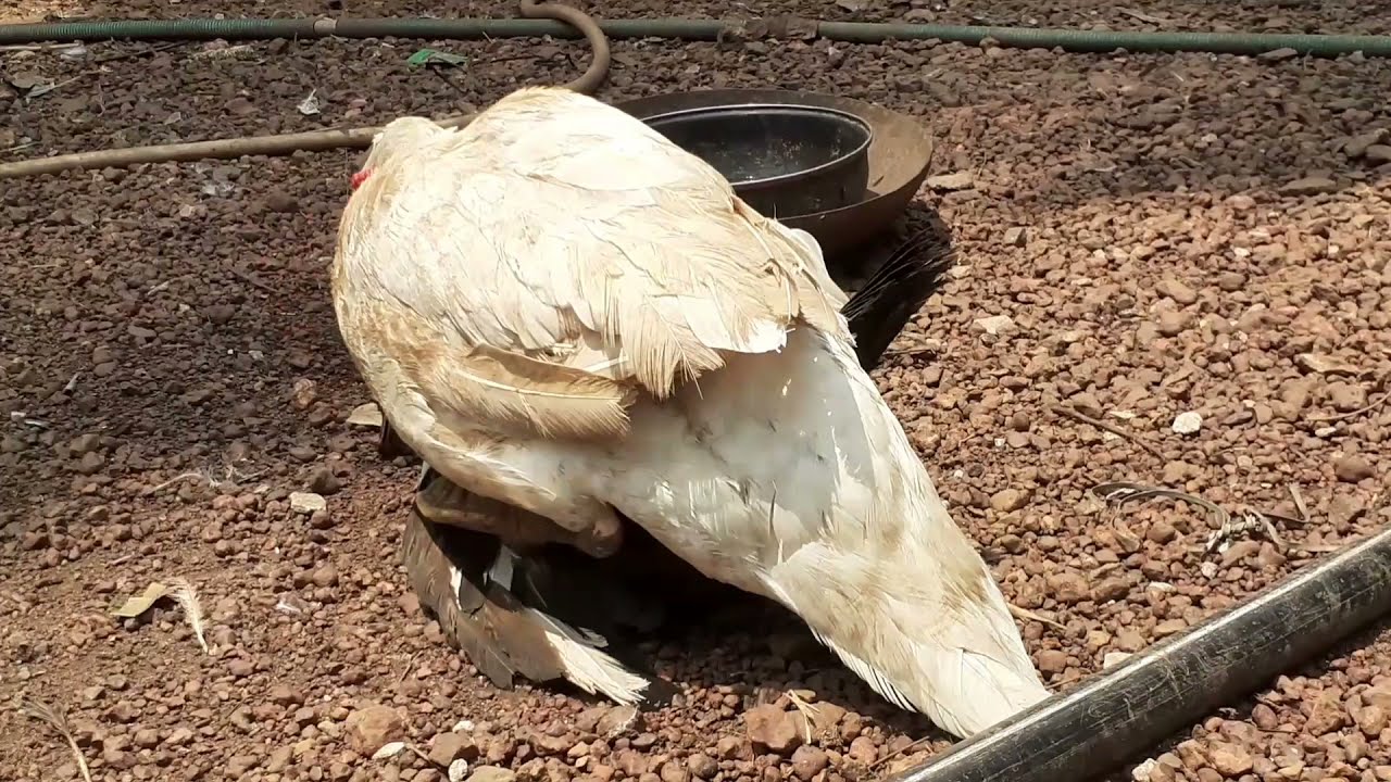 Muscovy Duck Mating in heet