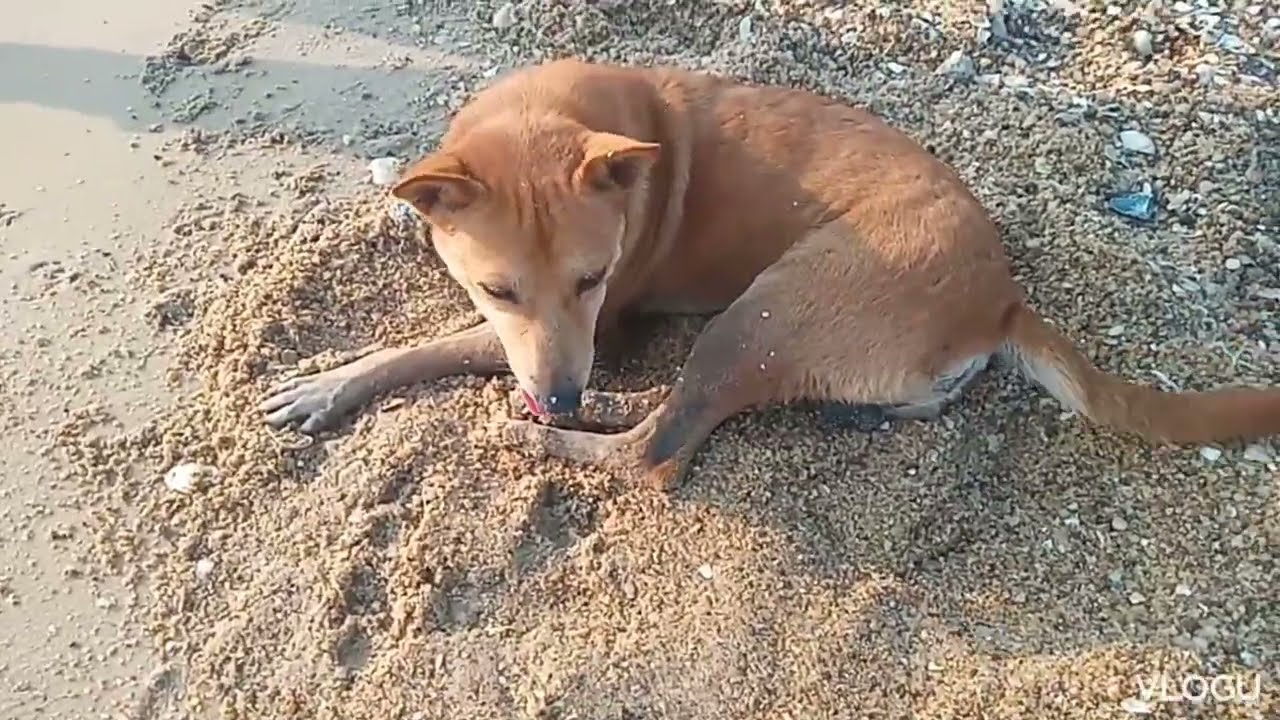 කකුල නැති බව්වගේ වැඩ බලන්නකෝ#dog#dogs#puppy###travel#viralvideo 