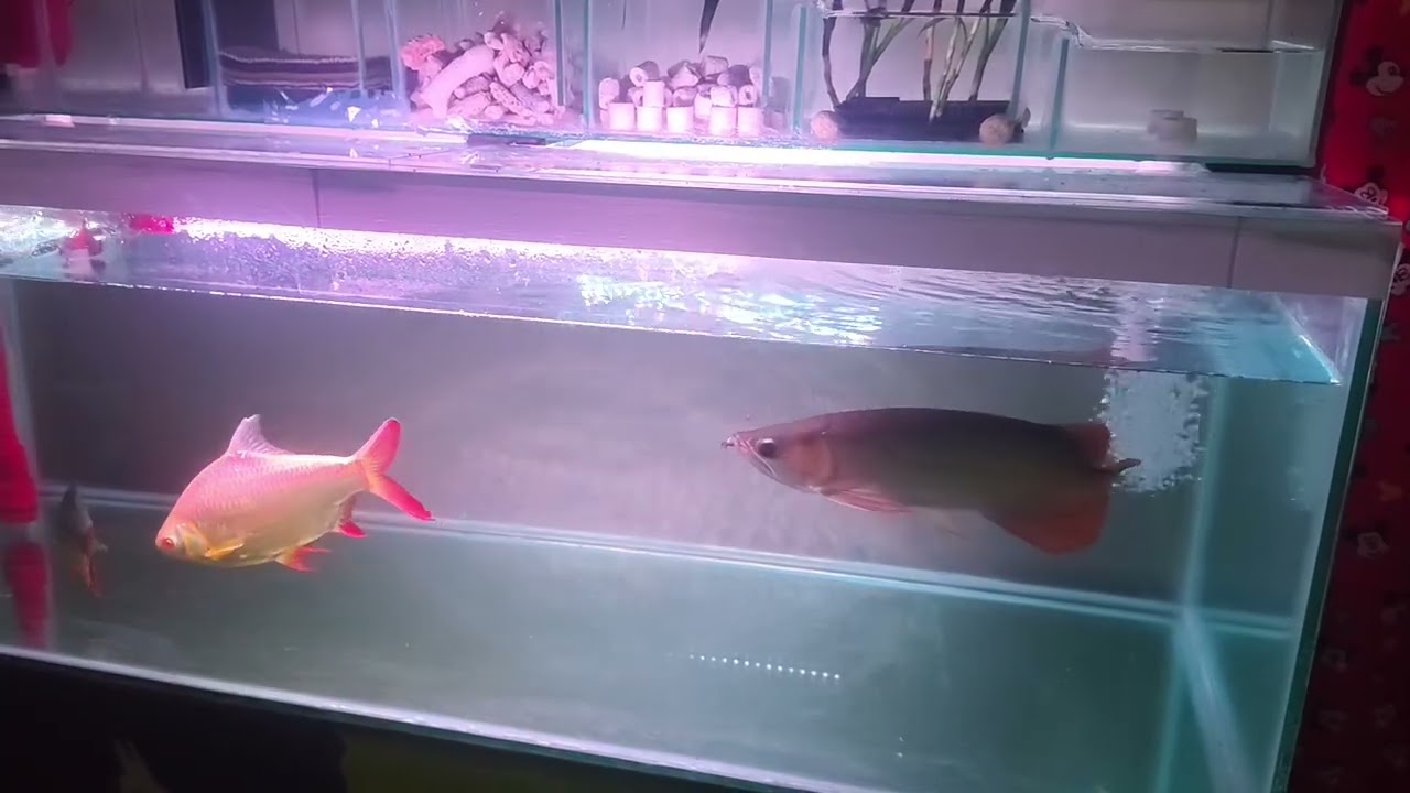 Update Terbaru Perkembangan Arwana. Sekarang udah punya teman berenang